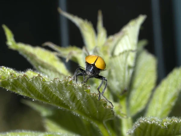 Turuncu Uğur Böceği Makroyu Kapat — Stok fotoğraf
