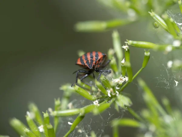 Graphosoma Italicum Bug Beetle Insekt Makro Växt — Stockfoto