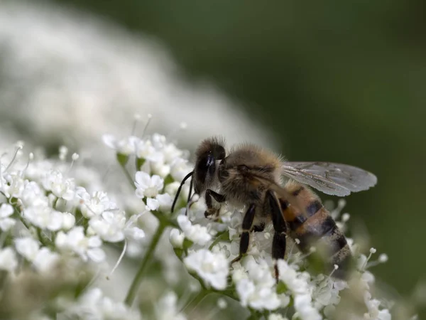 Biene Saugt Pollen Einem Blütenmakro — Stockfoto