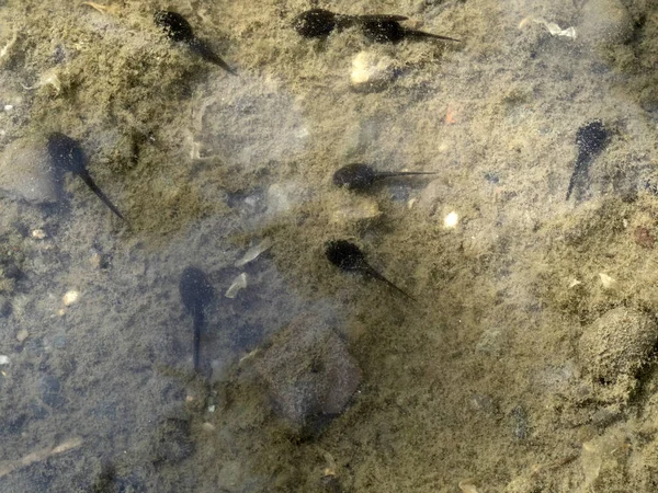 Tadpole Frog Creek Detail — Stock Photo, Image