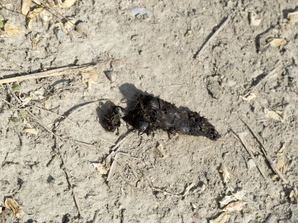 Dung Beetle Wild Animal Poo Detail — Stock Photo, Image