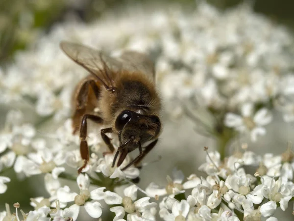 Biene Saugt Pollen Einem Blütenmakro — Stockfoto