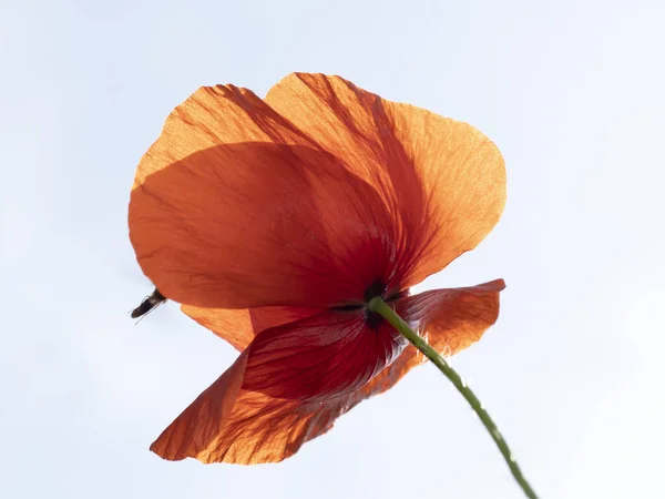 Flor Papoula Vermelha Close Detalhe — Fotografia de Stock