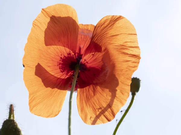 Fiore Papavero Rosso Primo Piano Dettaglio — Foto Stock