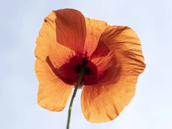 Fiore Papavero Rosso Primo Piano Dettaglio — Foto Stock