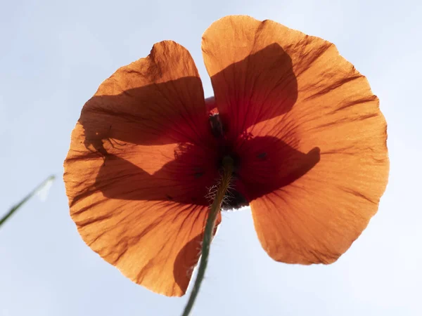 Fiore Papavero Rosso Primo Piano Dettaglio — Foto Stock