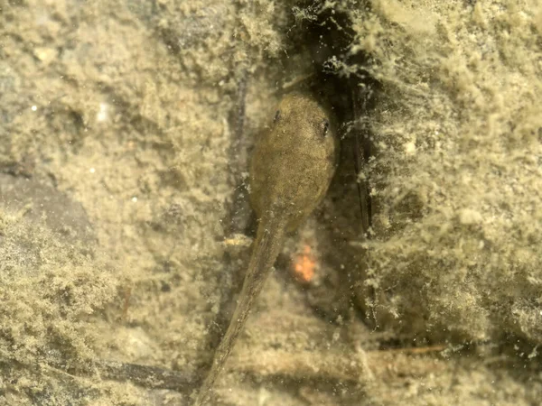 Tadpole Frog Creek Detail — Stock Photo, Image