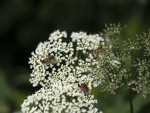 Biene Saugt Pollen Einem Blütenmakro — Stockfoto