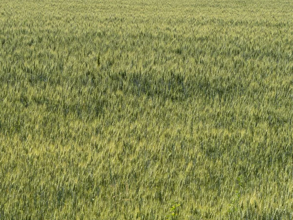 ウクライナのほぼ成熟したコムギ畑は収穫準備完了 — ストック写真