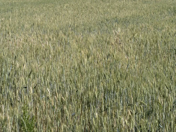 Украина Почти Созрела Пшеничное Поле Готово Сбору Урожая — стоковое фото
