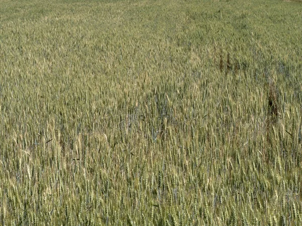 Campo Trigo Quase Maduro Ucraniano Pronto Para Colheita — Fotografia de Stock