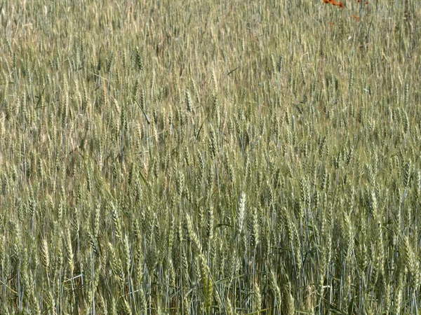 Ukrajinské Téměř Zralé Pšeničné Pole Připravené Sklizni — Stock fotografie