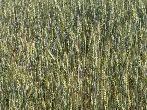 Campo Trigo Quase Maduro Ucraniano Pronto Para Colheita — Fotografia de Stock