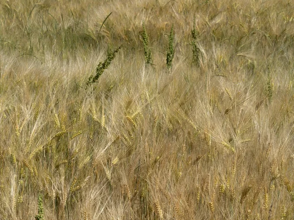 Ukrajinské Téměř Zralé Pšeničné Pole Připravené Sklizni — Stock fotografie