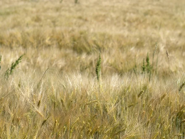 Ukrajinské Téměř Zralé Pšeničné Pole Připravené Sklizni — Stock fotografie