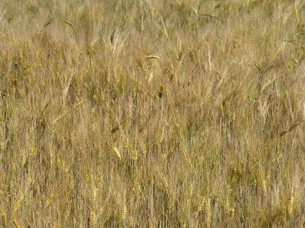 Ukrajinské Téměř Zralé Pšeničné Pole Připravené Sklizni — Stock fotografie