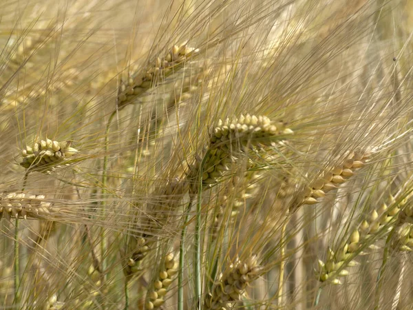 Ukrayna Neredeyse Olgunlaşmış Buğday Tarlası Hasat Etmeye Hazır — Stok fotoğraf