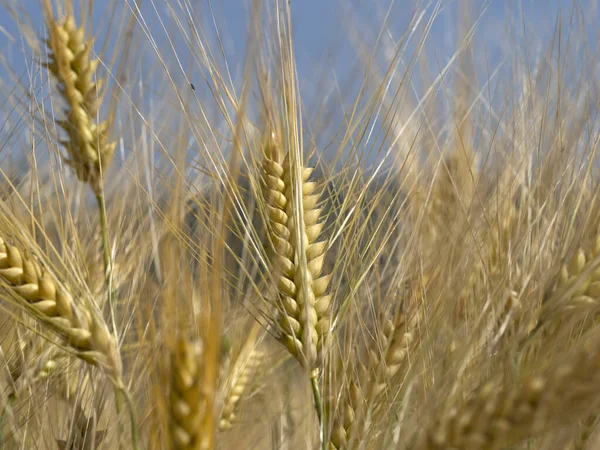Ukraine Nearly Mature Wheat Field Ready Harvest — Stock Photo, Image