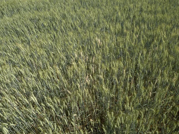 ウクライナのほぼ成熟したコムギ畑は収穫準備完了 — ストック写真
