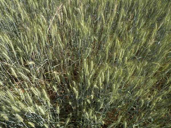 Україно Майже Дозріле Пшеничне Поле Готове Жнив — стокове фото