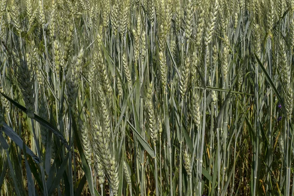 Україно Майже Дозріле Пшеничне Поле Готове Жнив — стокове фото
