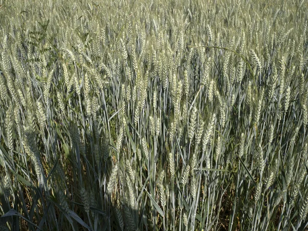 Ucraina Campo Grano Quasi Maturo Pronto Raccolto — Foto Stock