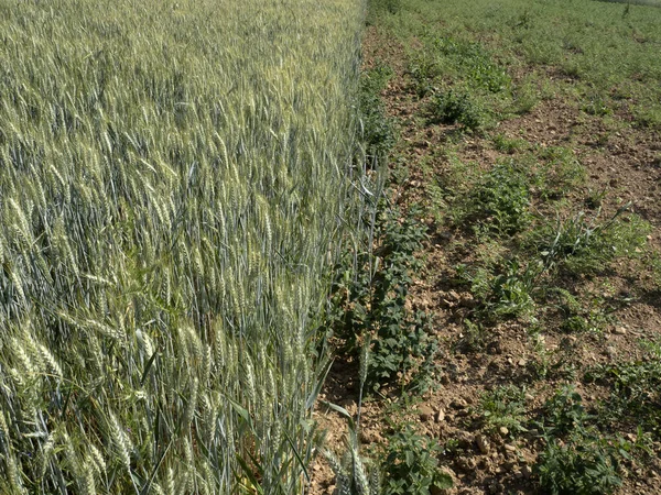 Ukraine Nearly Mature Wheat Field Ready Harvest — Stock Photo, Image