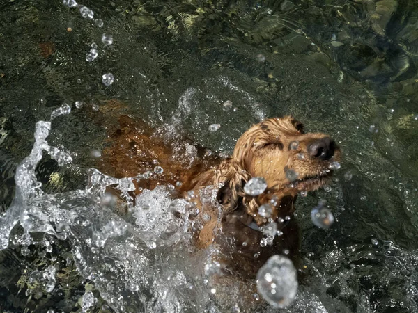 Cocker Spaniel Hund Schwimmt Flusswasser — Stockfoto