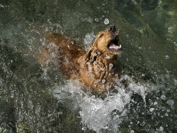Cocker Spaniel Hund Simmar Floden Vatten — Stockfoto