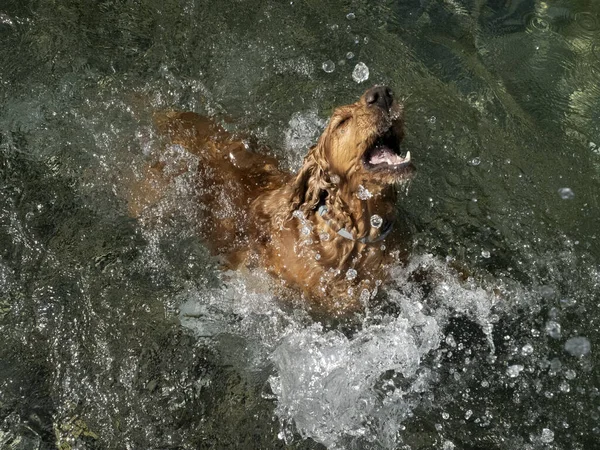 Cocker Spaniel Dog Swimming River Water — Stock Photo, Image