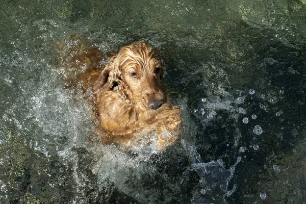 Cocker Spaniel Hund Schwimmt Flusswasser — Stockfoto