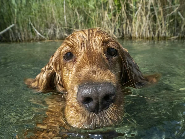 Kokršpaněl Pes Plavání Řece Vody — Stock fotografie