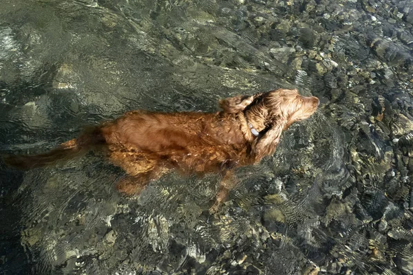 コッカー スパニエル犬が川の水に泳ぎ — ストック写真