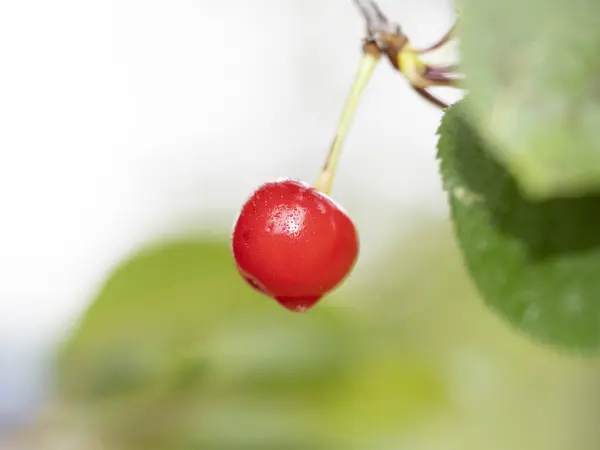 Fruta Vermelha Cereja Preta Árvore — Fotografia de Stock