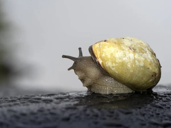 Caracol Gotas Lluvia Cerca — Foto de Stock