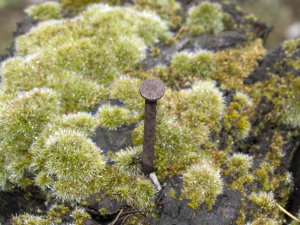 old rusted spike on moss covered wood detail