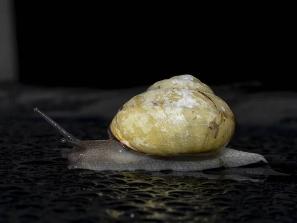 Snigel Regn Droppar Närbild — Stockfoto