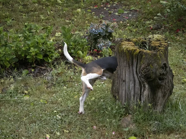 Szczeniak Beagle Pies Sika Zielonej Trawy — Zdjęcie stockowe