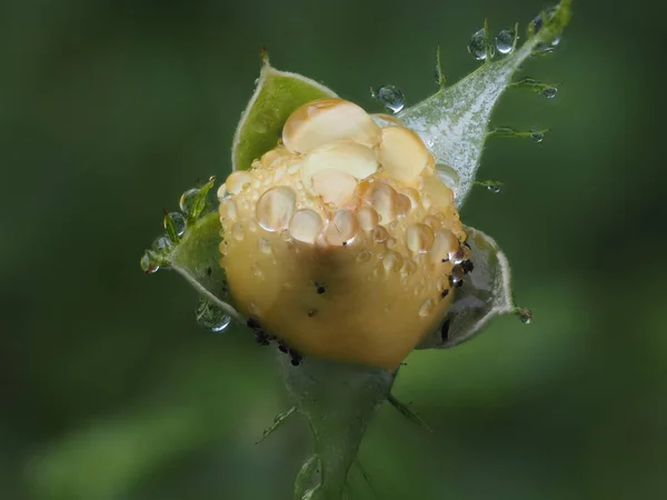 Κίτρινο Τριαντάφυλλο Μπουμπούκι Μυρμήγκια Μετά Βροχή Κλείσει Μακροεντολή — Φωτογραφία Αρχείου