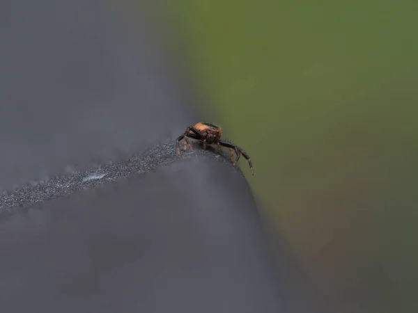 Synema Globosum Napoleon Spider Close Macro — Stock Photo, Image