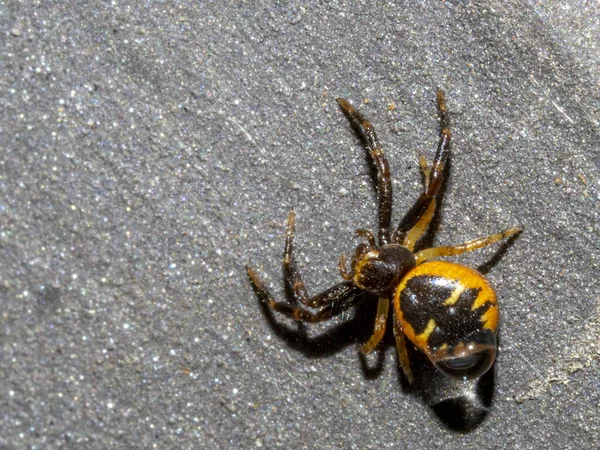 Synema Globosum Napoleon Edderkop Tæt Makro - Stock-foto