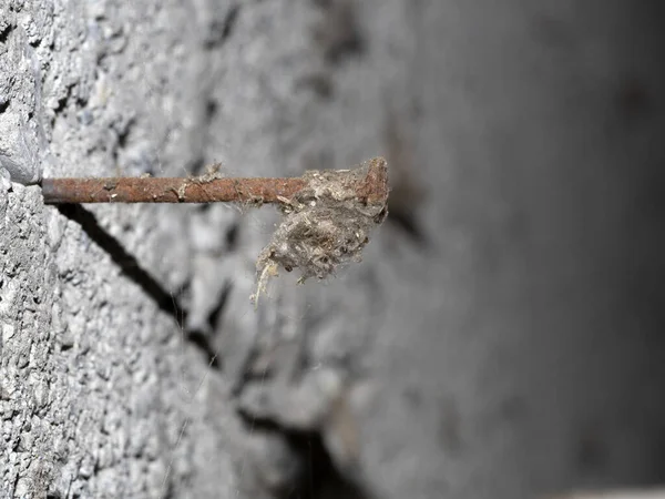Beton Duvarda Örümcek Ağıyla Kaplı Eski Paslı Çivi — Stok fotoğraf