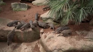 cüce firavun faresi vahşi Afrika