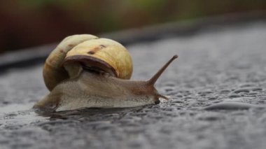 Yağmur damlalarındaki salyangoz