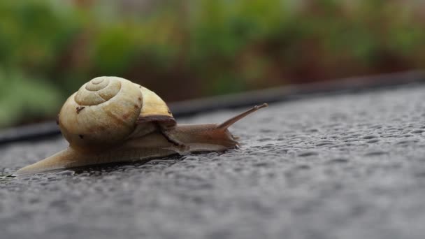 Snail Rain Drops Close — Stock Video