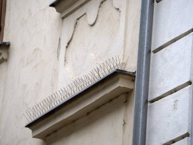 Balkonda güvercin yok.