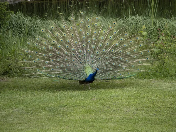 Open Wiel Eggenberg Kasteel Graz Oostenrijk Peacock Close — Stockfoto