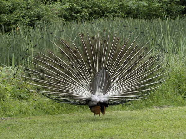 Open Wheel Eggenberg Castle Graz Austria Peacock Close — Stock Photo, Image