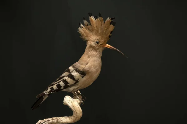 Ausgestopfte Upa Vogel Auf Dem Display Isoliert Auf Schwarzem Hintergrund — Stockfoto