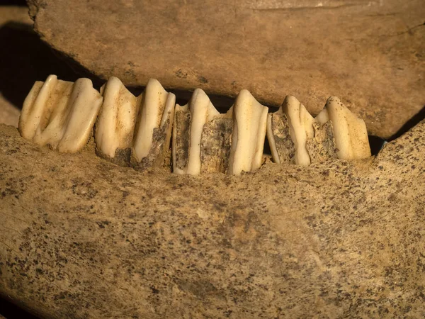 Fossil Cow Old Bone Teeth Detail — Stock Photo, Image